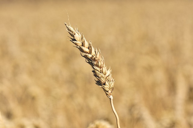 Zabiegi herbicydowe przeprowadzane w uprawie kukurydzy